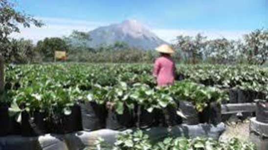 petani kubis